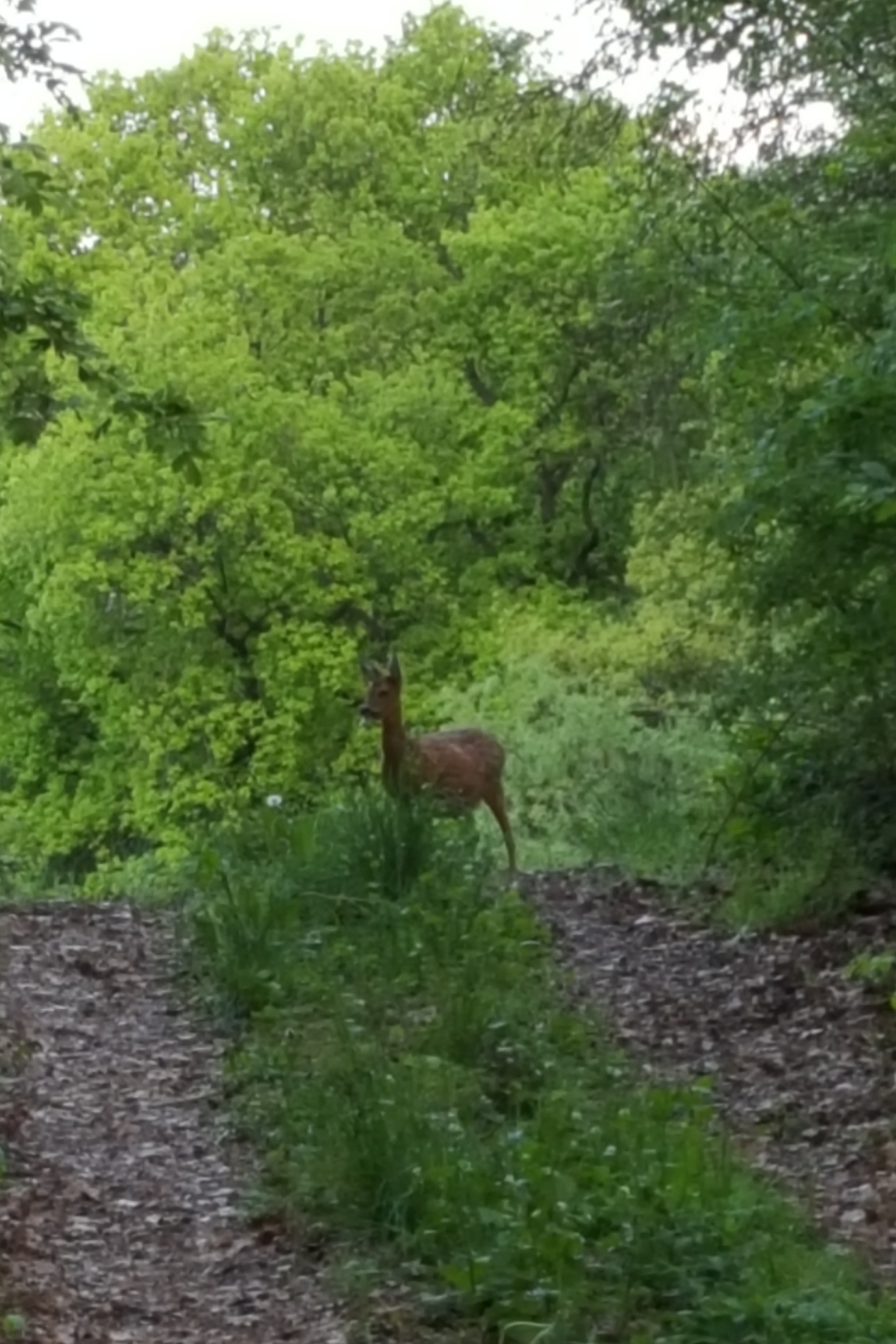 Ein Reh nur wenige Meter vom geplanten Gewerbepark entfernt;
© Maren Schnell 2017